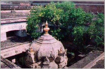The Vimanam of Lord Shiva Sanctorum and the 'Venn Naaval' tree (which is thousands of years old)